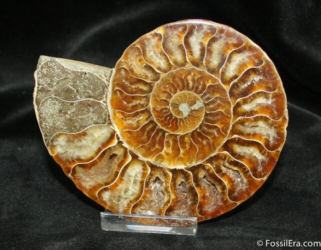 Inch Polished Madagascar Ammonite (Half) #886
